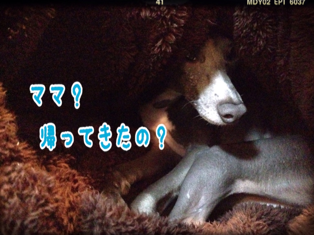 f:id:gino-ig:20160303222755j:image f:id:gino-ig:20160303222755j:image