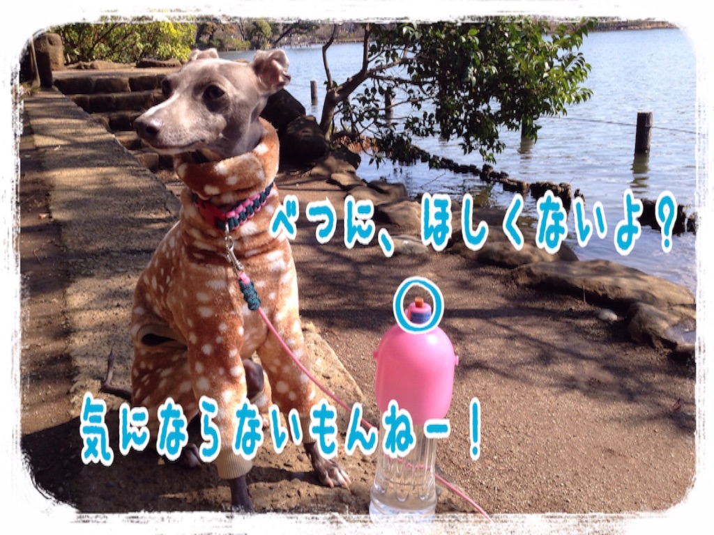 f:id:gino-ig:20160316200032j:image f:id:gino-ig:20160316200032j:image