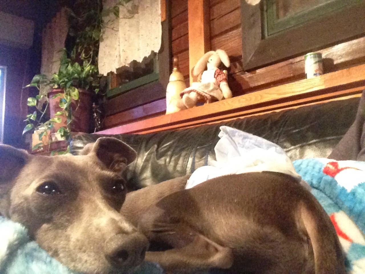 f:id:gino-ig:20160321203201j:image