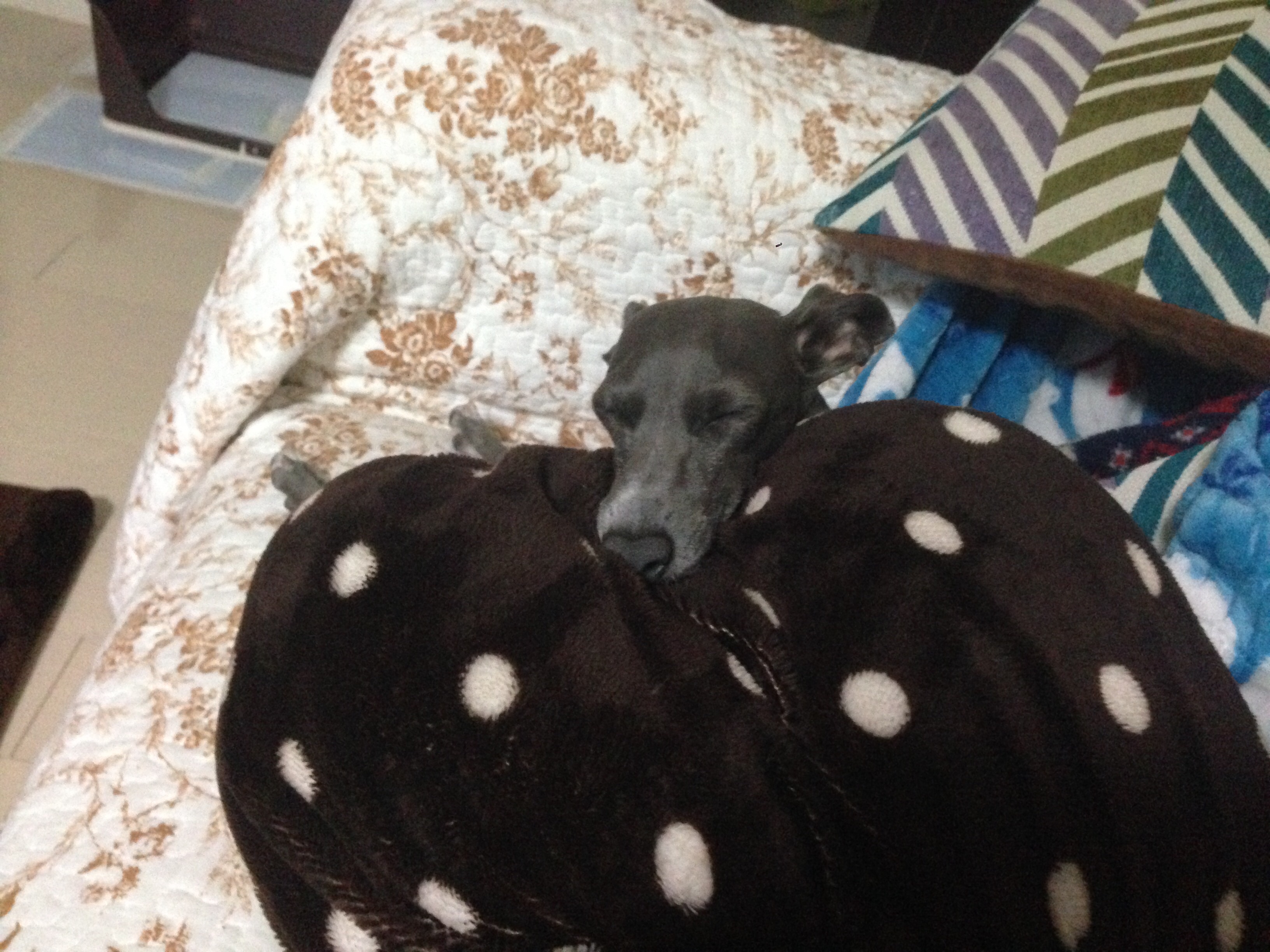 f:id:gino-ig:20160321203632j:image