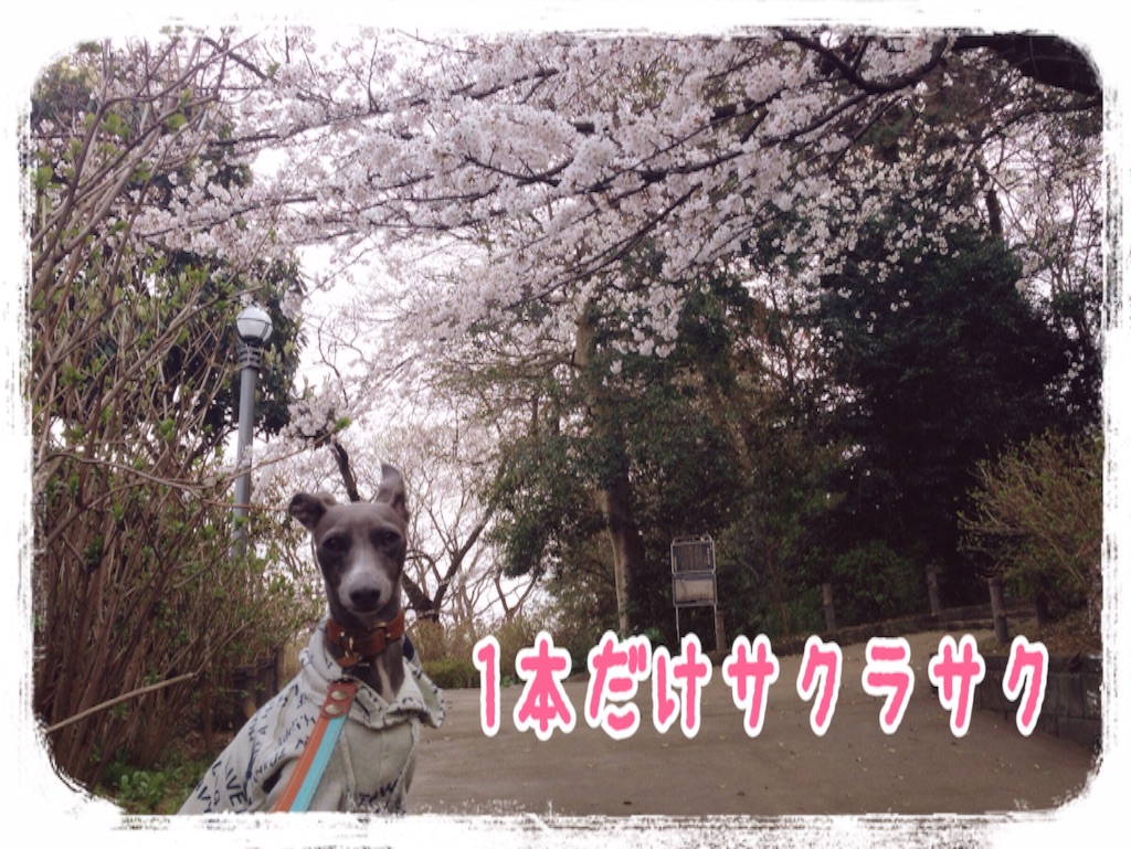 f:id:gino-ig:20160328230545j:image f:id:gino-ig:20160328230545j:image
