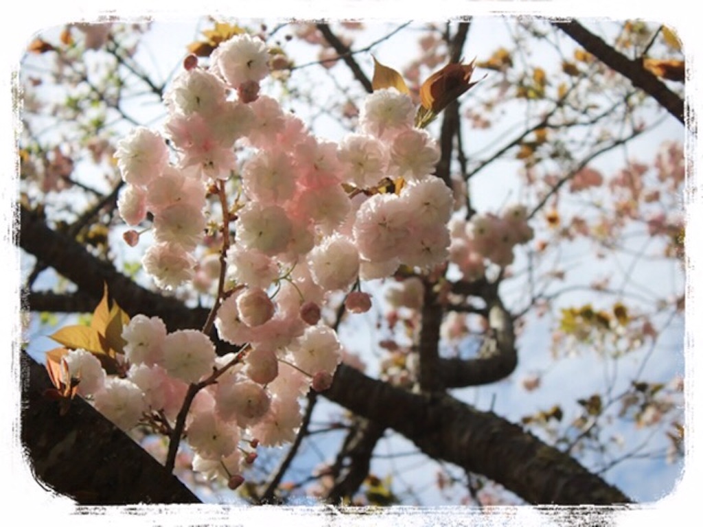 f:id:gino-ig:20160421230225j:image f:id:gino-ig:20160421230225j:image