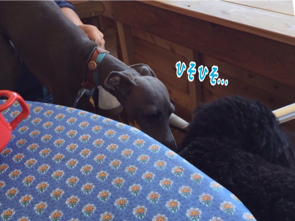 f:id:gino-ig:20160512230545j:image f:id:gino-ig:20160512230545j:image