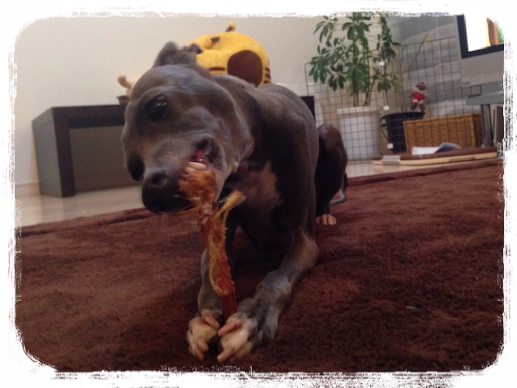 f:id:gino-ig:20160513232544j:image