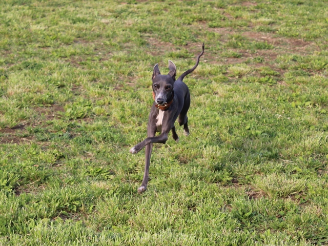 f:id:gino-ig:20160514232028j:plain