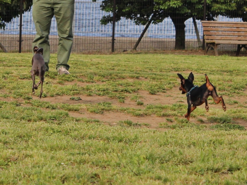 f:id:gino-ig:20160514232310j:plain