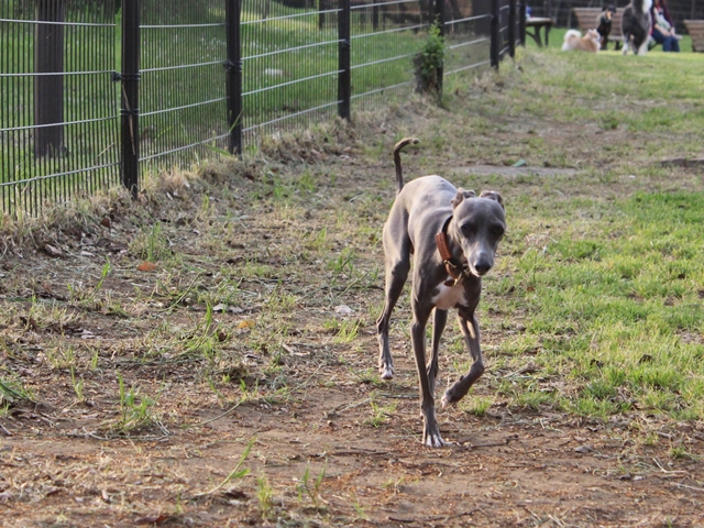 f:id:gino-ig:20160514232543j:plain