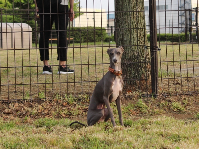 f:id:gino-ig:20160514232712j:plain