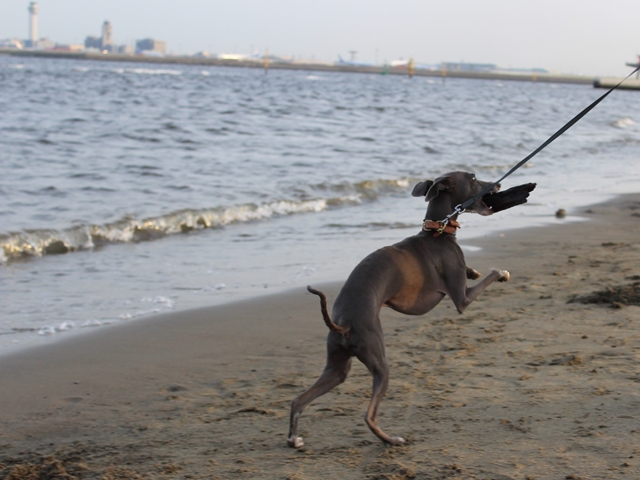 f:id:gino-ig:20160514233010j:plain