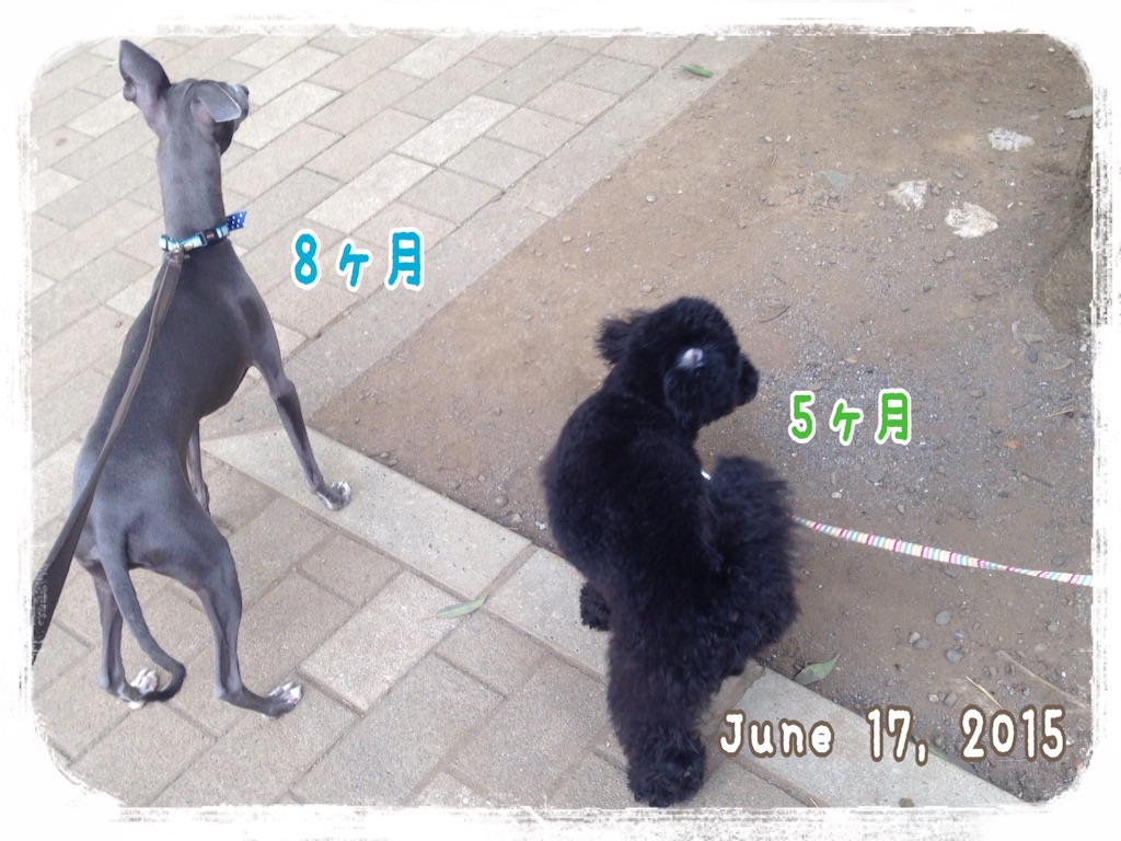 f:id:gino-ig:20160617220220j:image f:id:gino-ig:20160617220220j:image