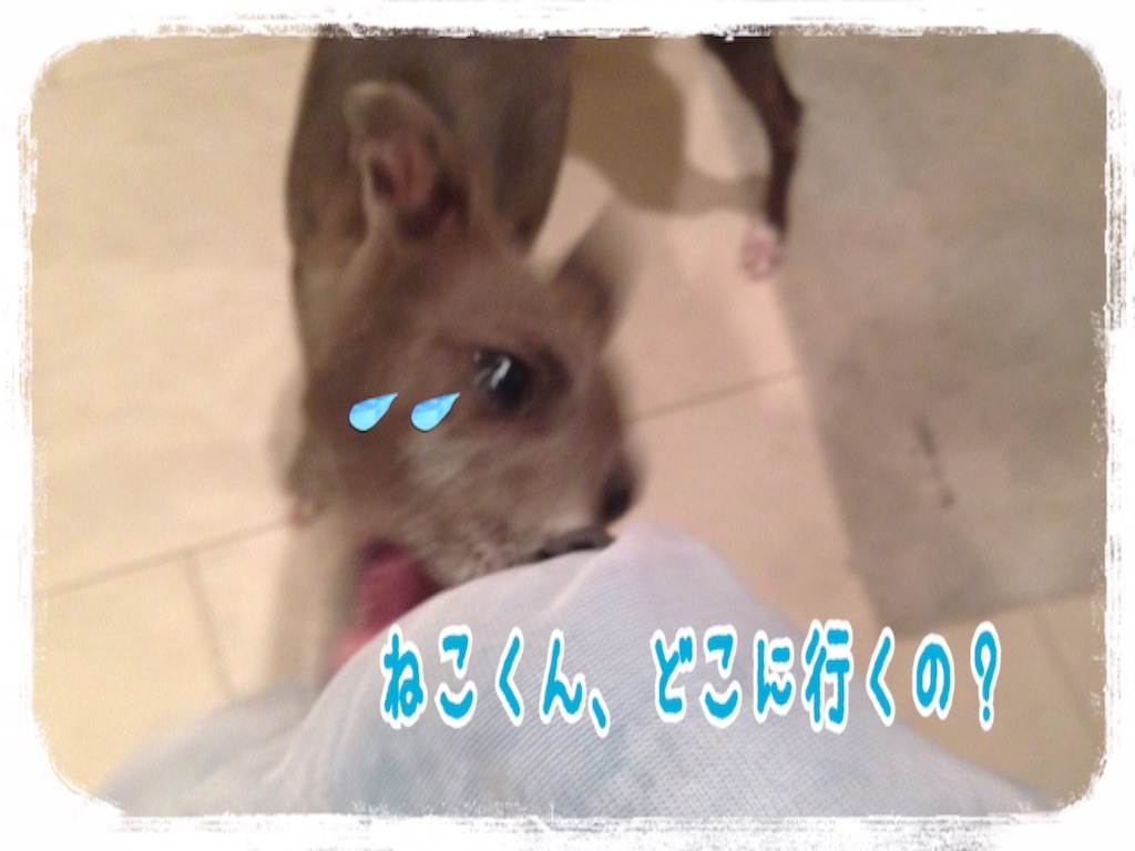 f:id:gino-ig:20160621233449j:image f:id:gino-ig:20160621233449j:image