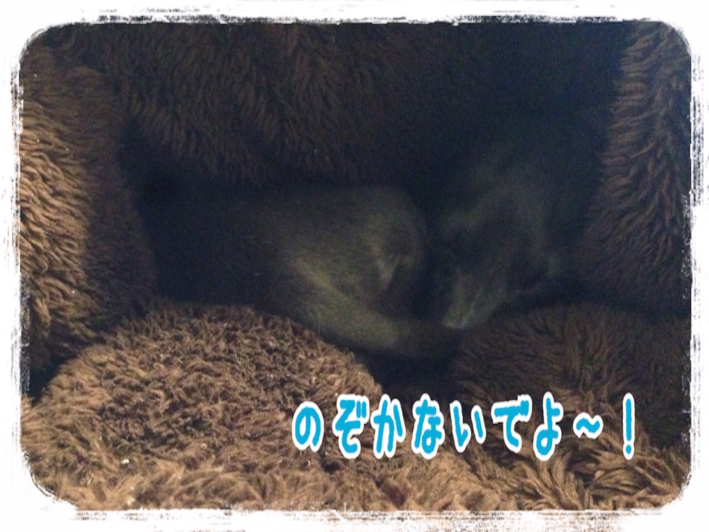 f:id:gino-ig:20160623232500j:image f:id:gino-ig:20160623232500j:image