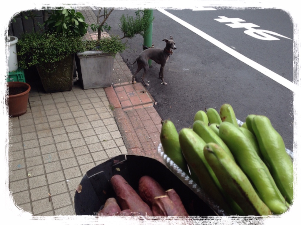 f:id:gino-ig:20160629223208j:image f:id:gino-ig:20160629223208j:image