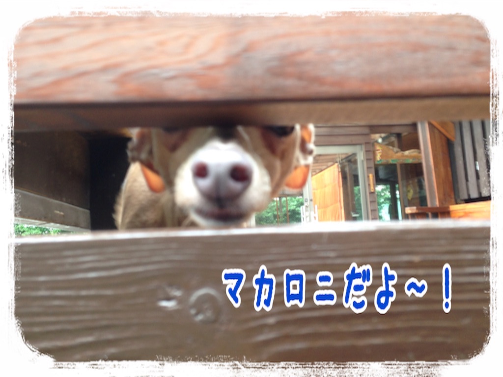 f:id:gino-ig:20160630204841j:image f:id:gino-ig:20160630204841j:image