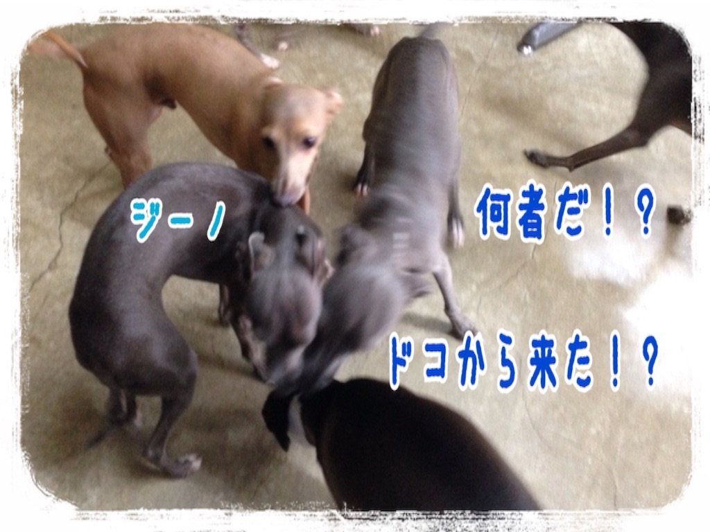 f:id:gino-ig:20160630204950j:image f:id:gino-ig:20160630204950j:image