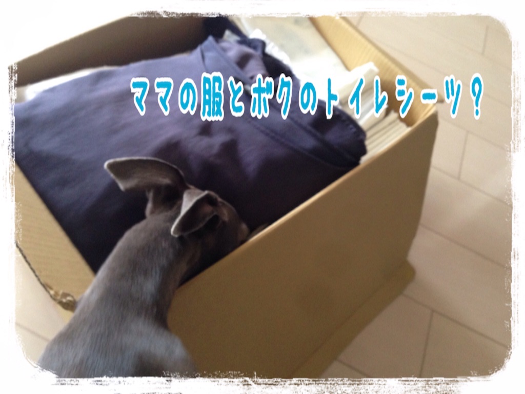 f:id:gino-ig:20160715222331j:image f:id:gino-ig:20160715222331j:image