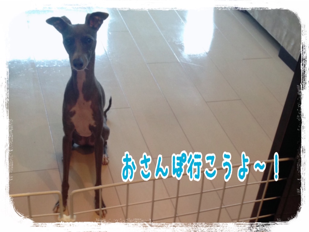 f:id:gino-ig:20160715222608j:image f:id:gino-ig:20160715222608j:image