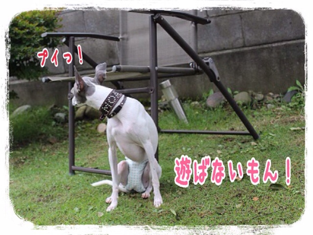 f:id:gino-ig:20160719002329j:image f:id:gino-ig:20160719002329j:image