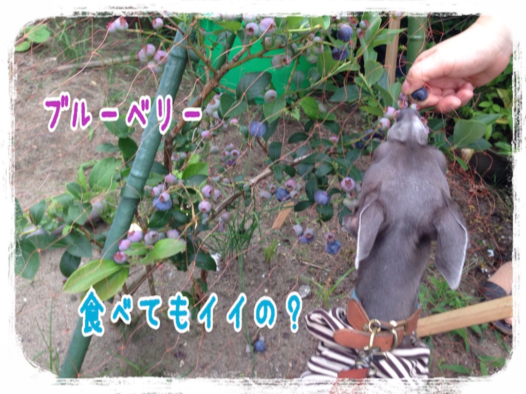 f:id:gino-ig:20160721003318j:image f:id:gino-ig:20160721003318j:image