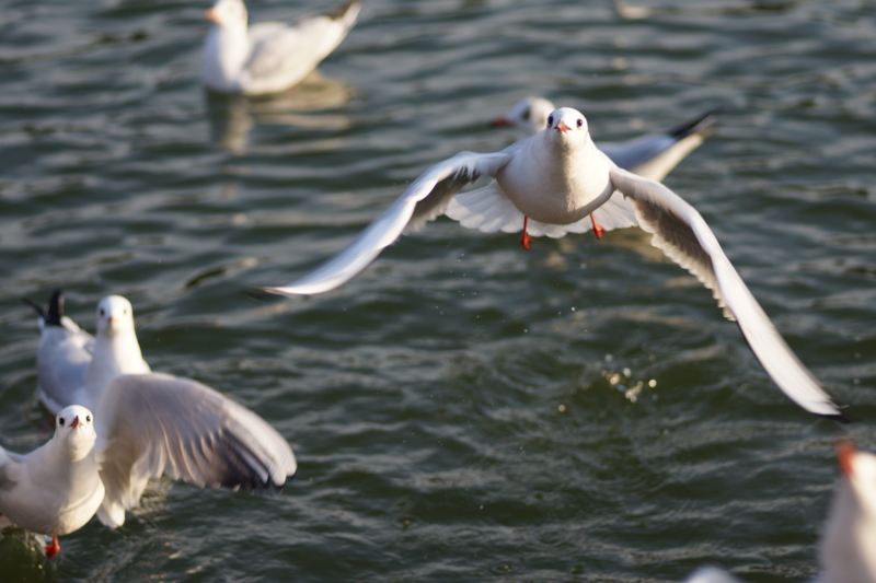 f:id:goldhead:20140305223300j:plain