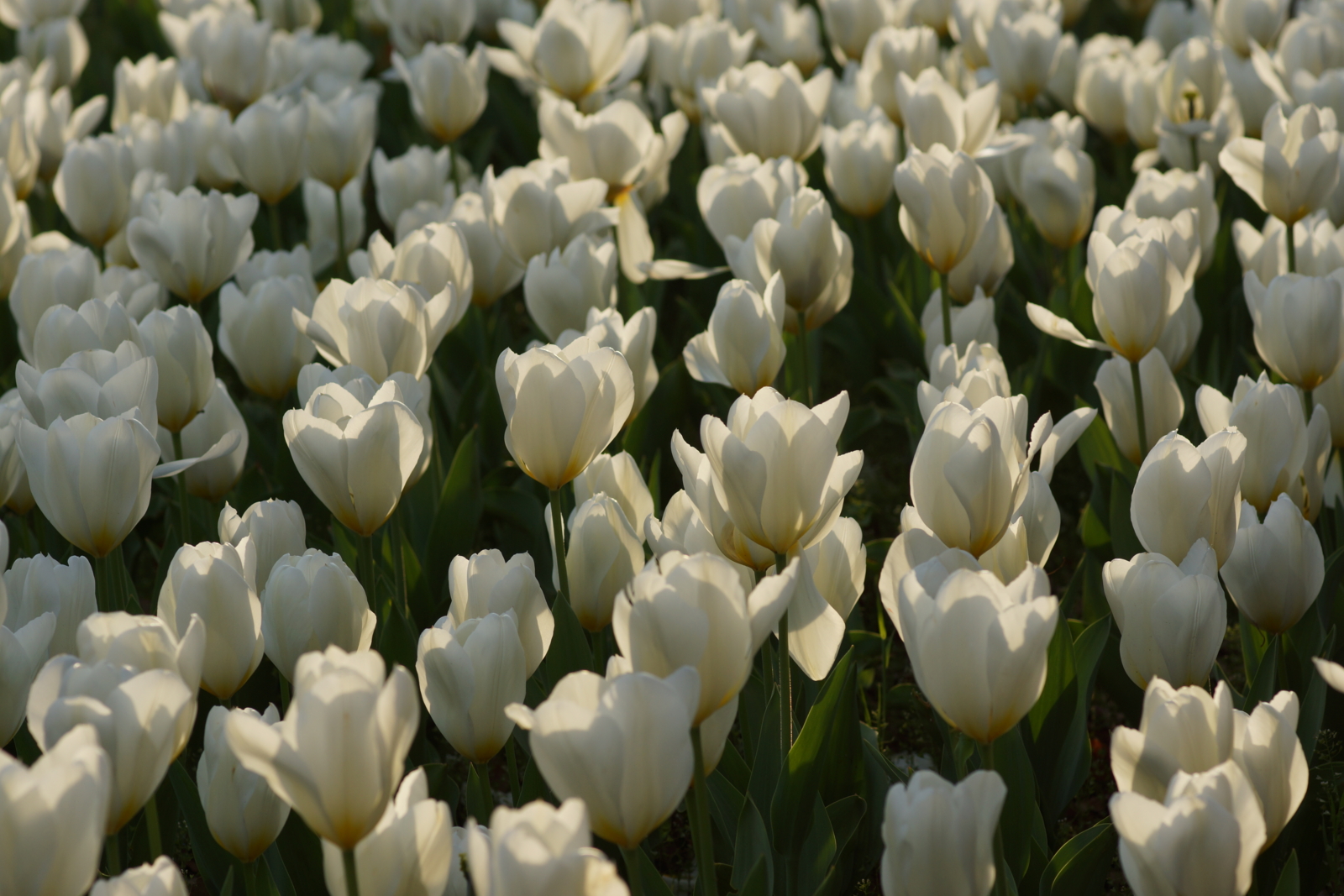 f:id:goldhead:20140412201327j:plain f:id:goldhead:20140412201327j:plain