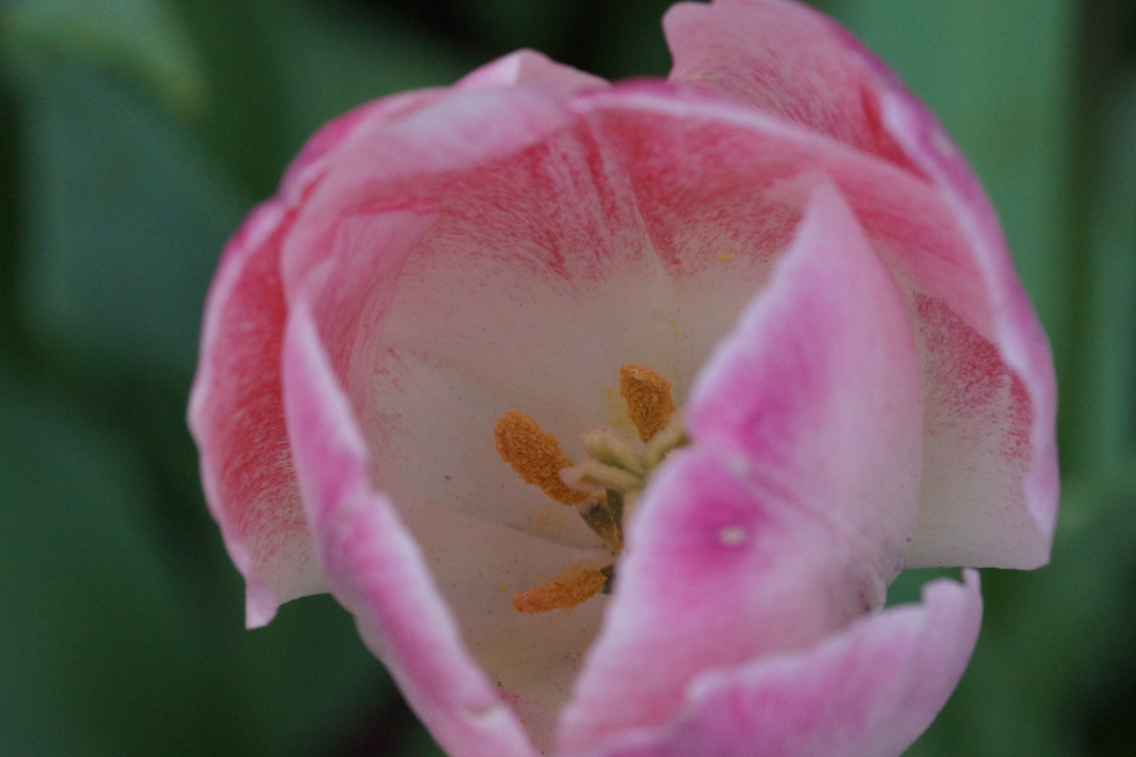 f:id:goldhead:20140412201329j:plain f:id:goldhead:20140412201329j:plain