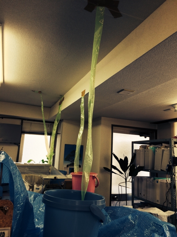 f:id:goldhead:20140811224925j:plain