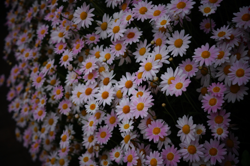 f:id:goldhead:20150506181910j:plain