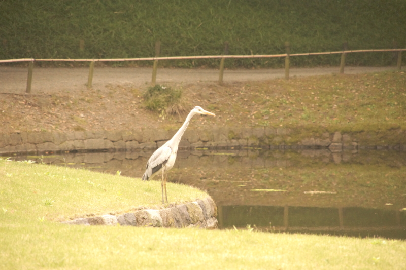 f:id:goldhead:20150509232903j:plain