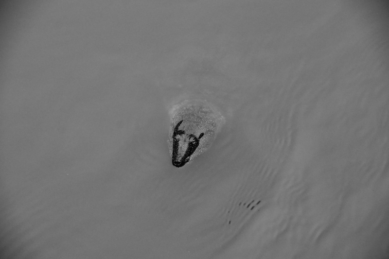 f:id:goldhead:20150509232906j:plain