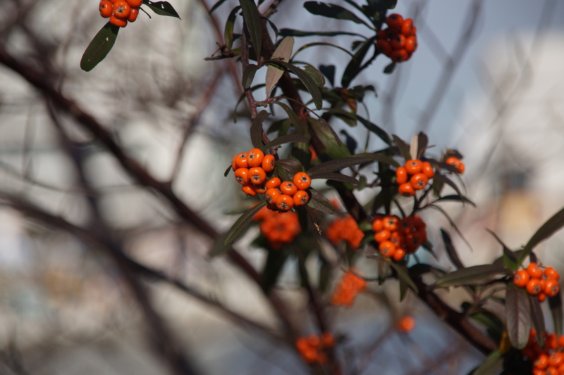 f:id:goldhead:20160102184737j:plain f:id:goldhead:20160102184737j:plain