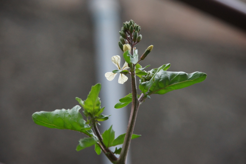 f:id:goldhead:20160402192709j:plain f:id:goldhead:20160402192709j:plain