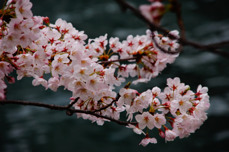 f:id:goldhead:20160402192715j:plain f:id:goldhead:20160402192715j:plain