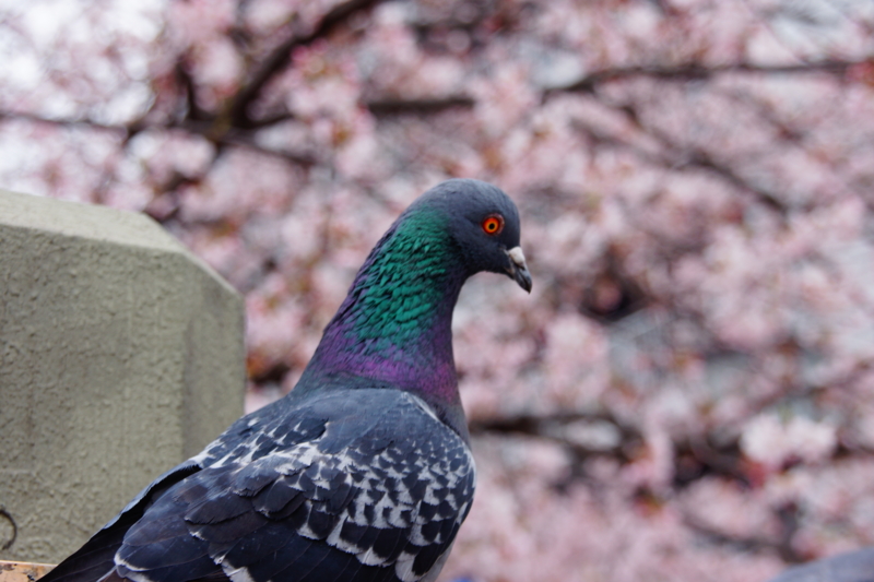 f:id:goldhead:20160402192716j:plain f:id:goldhead:20160402192716j:plain