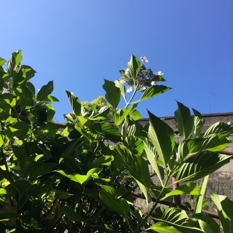 f:id:goldhead:20160603123913j:plain f:id:goldhead:20160603123913j:plain