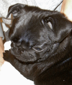 f:id:goma-family:20090424182554j:image f:id:goma-family:20090424182554j:image