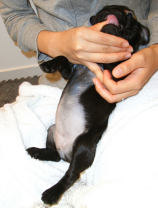 f:id:goma-family:20090424182555j:image f:id:goma-family:20090424182555j:image