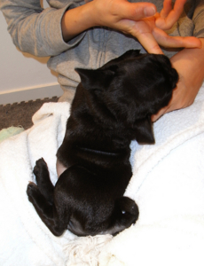 f:id:goma-family:20090424182557j:image f:id:goma-family:20090424182557j:image