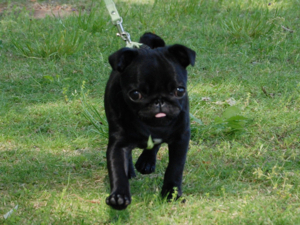 f:id:goma-family:20090529120605j:image f:id:goma-family:20090529120605j:image