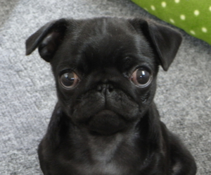 f:id:goma-family:20090626102313j:image f:id:goma-family:20090626102313j:image