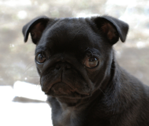 f:id:goma-family:20090626102407j:image f:id:goma-family:20090626102407j:image