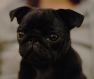 f:id:goma-family:20090626102615j:image f:id:goma-family:20090626102615j:image
