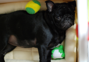 f:id:goma-family:20090722130026j:image f:id:goma-family:20090722130026j:image
