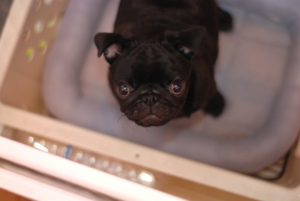 f:id:goma-family:20090806172250j:image f:id:goma-family:20090806172250j:image