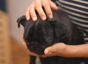 f:id:goma-family:20091105181234j:image f:id:goma-family:20091105181234j:image