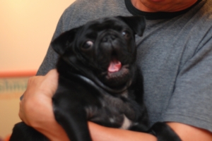 f:id:goma-family:20091105183045j:image f:id:goma-family:20091105183045j:image