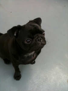 f:id:goma-family:20091105193627j:image f:id:goma-family:20091105193627j:image