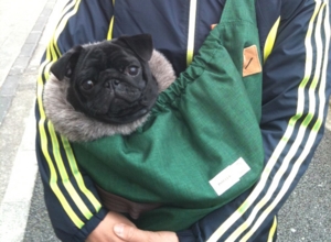 f:id:goma-family:20100112153230j:image f:id:goma-family:20100112153230j:image