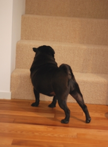 f:id:goma-family:20100617152130j:image f:id:goma-family:20100617152130j:image