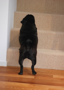 f:id:goma-family:20100617152137j:image f:id:goma-family:20100617152137j:image